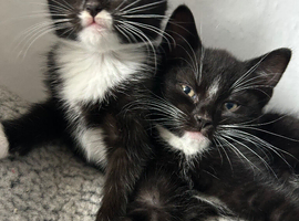 Kittens
