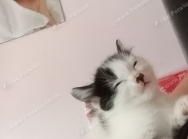 Kittens have just been weaned and litter trained