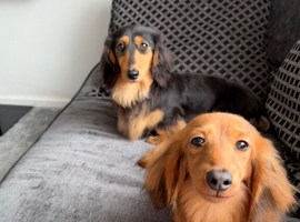 Flossie (3) and Poppy (11 months)