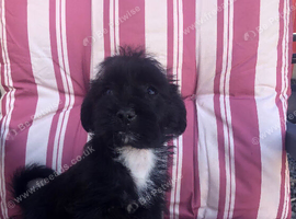 Shih Tzu X Jack Russell boy puppy