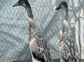 Silver Indian runner duck drakes