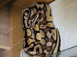 Royal python