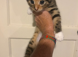 2sold 2left beautiful kittens