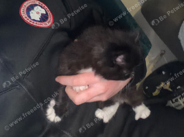 Beautiful fluffy kitten