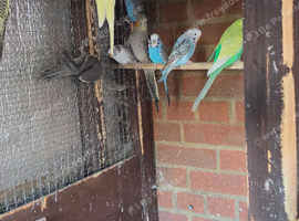 Healthy Mix Budgies & Cockatiels for Sale