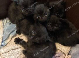 Newborn kittens for rehoming