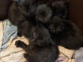 Kittens