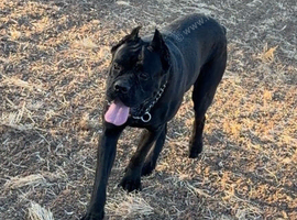 Cane corso