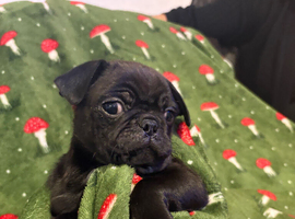 Three Adorable Pure Bred Pugs