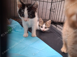 Male 8 weeks old kitten