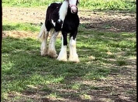 Cob filly
