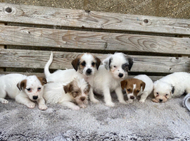 Jack Russell