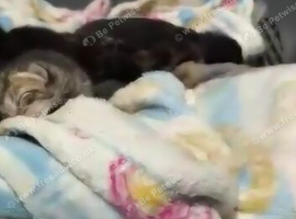 Kittens