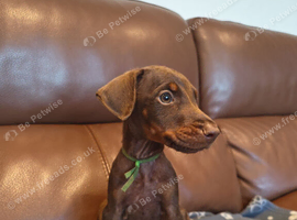 Beautiful family dobermanns *2 pups 2 boys*