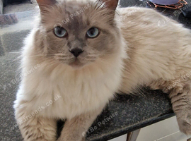 Fully breed ragdoll