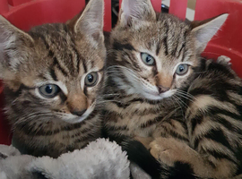 Bengal cross kittens