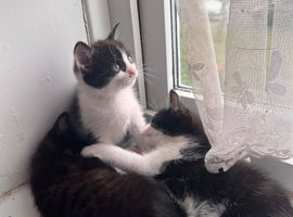 3 black and white kittens to a good home