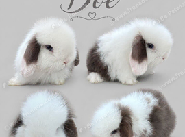 Chocolate & White Vm Doe