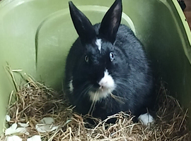 Mini lop