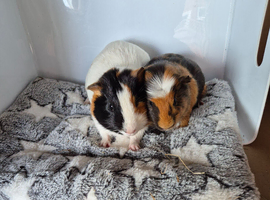 Beautiful Baby Boys Funky & Smooth Coat