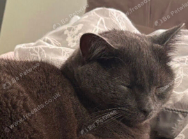 Maincoon mixed Russian blue