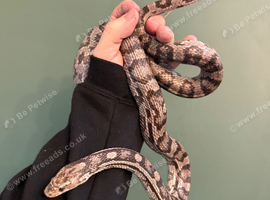 Adult female corn snake
