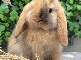 Gorgeous Pure Bred Mini Lops