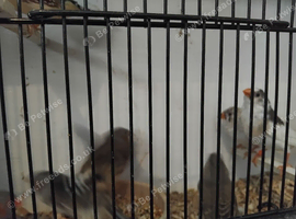 6 young zebra finches