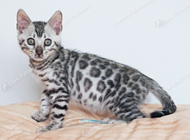 Stunning Silver Rosette Bengal Kitten