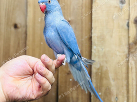 Ringneck parrots