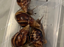 Lissachatina fulica G.A.L.S (COLLECTION ONLY)