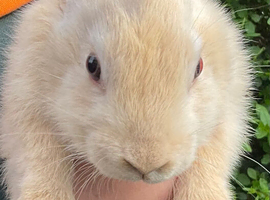 X5 Mini Lop Bunnies