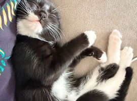 Beautiful male kitten