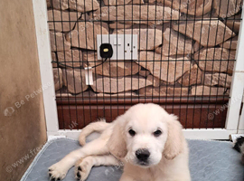 Beautiful Golden Retriever Puppy