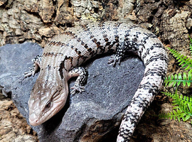 Merauke  Blue Tongue Skink at Birmingham Reptiles
