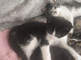 very cute very friendly kittens