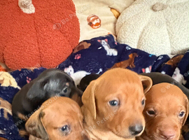 KC reg mini dachshund for sale