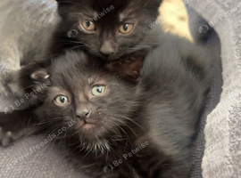 Kittens For Sale