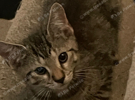 Cute kittens