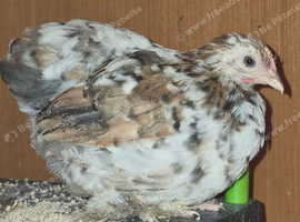 Pekin pullets