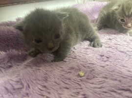 Blue Russian kittens
