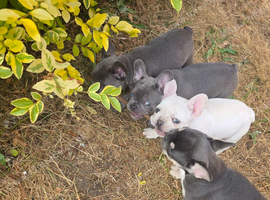 French Bulldog Puppies, 1 Boy and 2 Girls