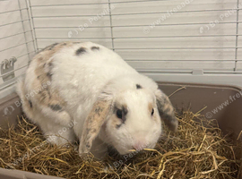 Beautiful lop eared rabbit for sale