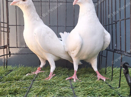 Busschaert pigeon Pair