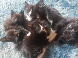 Kittens