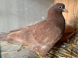 young tumbler pigeons