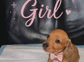 Beautiful dachshund, Puppis