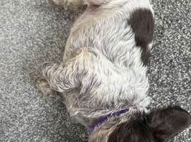 Working x show cocker spaniel puppies