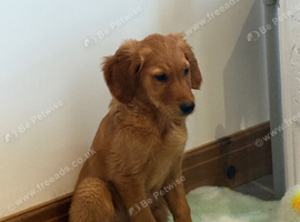 Deep golden pups fully kc health tested parents