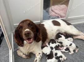 KC Reg Male Springer Spaniel